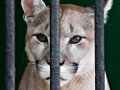 Video La sofferenza degli animali in cattività 