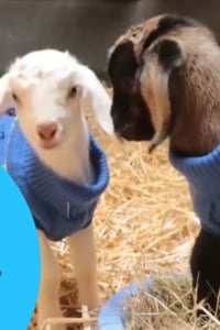Copertina del video: Ebony e Ivory, due capretti salvati