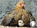 Video L'etologia di galli e galline: impariamo a conoscerli