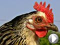 Video Liberazione a volto scoperto di 5 galline