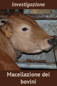 Copertina del video: Macellazione dei bovini