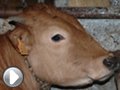 Video Macellazione dei bovini