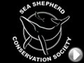 Video Sea Shepherd in azione
